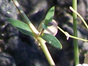 Silene vulgaris